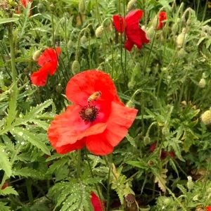 Meet your Posher, Beata